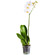 White Phalaenopsis orchid in a pot. Suriname